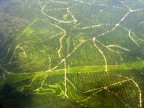 Malaysian palm oil plantation.JPG (119 KB)
